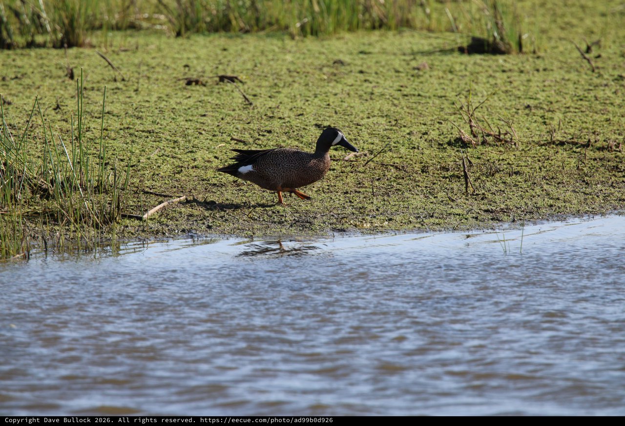 Blue-winged Teal Duck in Wetland Habitat