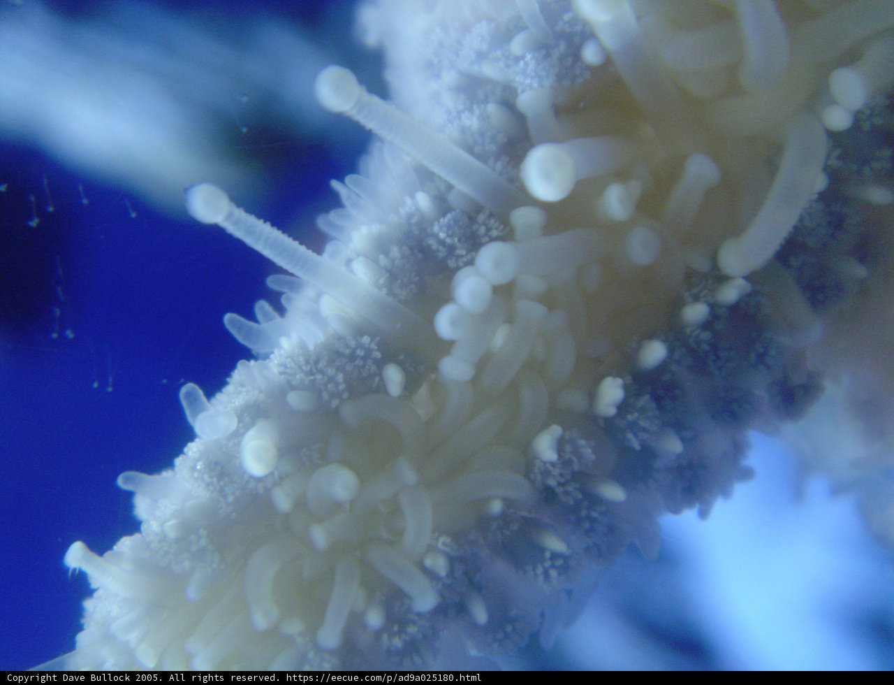 The Intricate World of Sea Anemones
