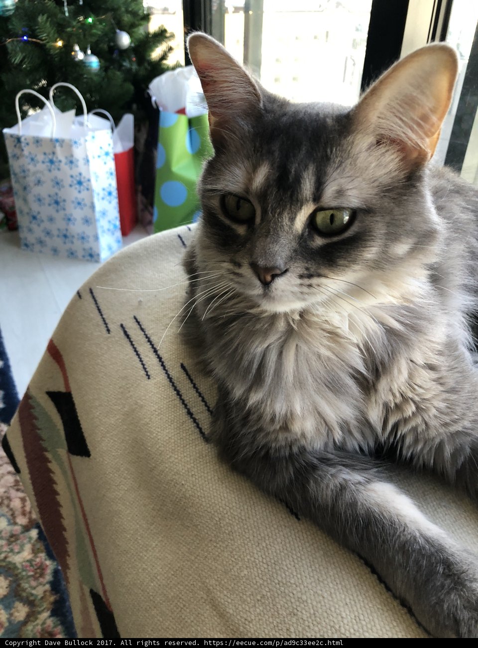 The Christmas Cat Chair