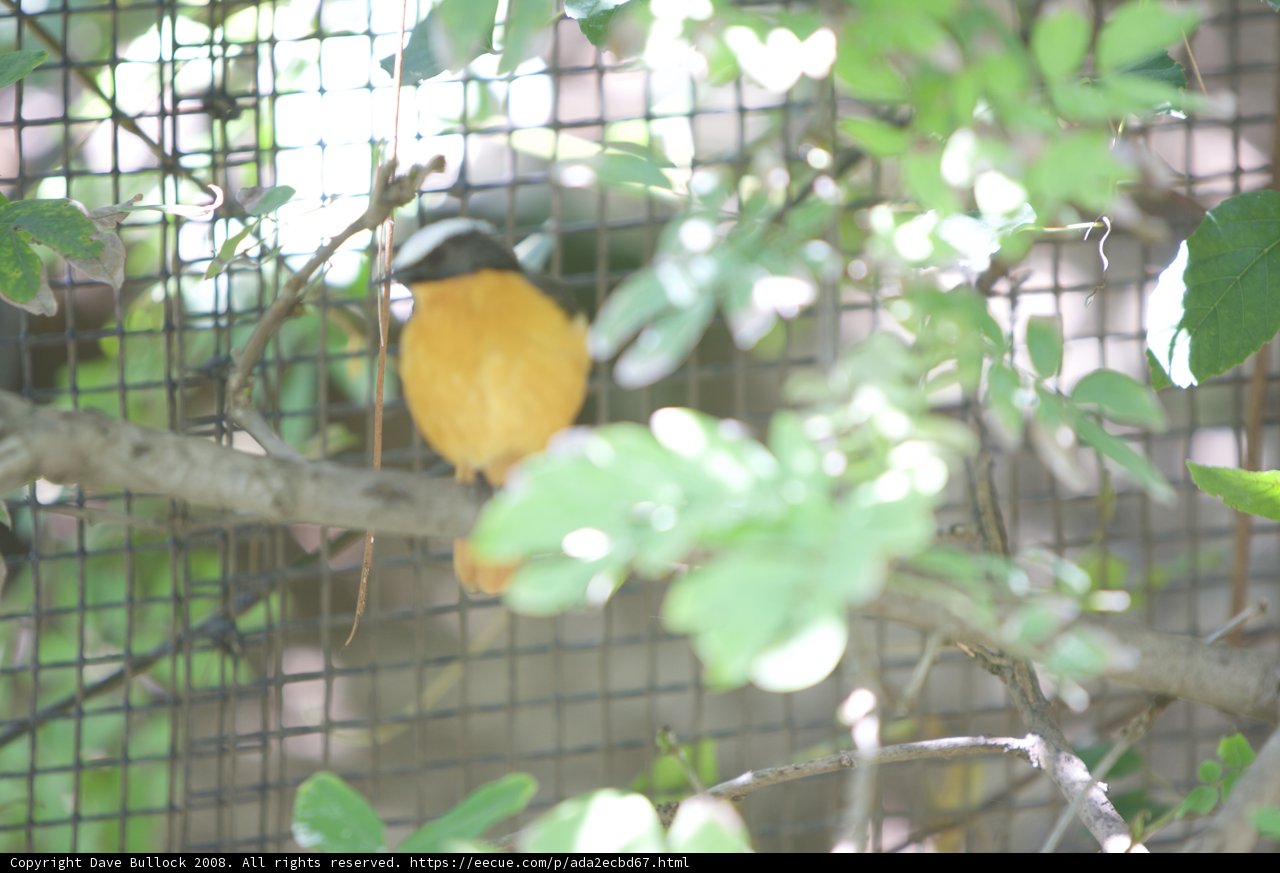 Captive Finch