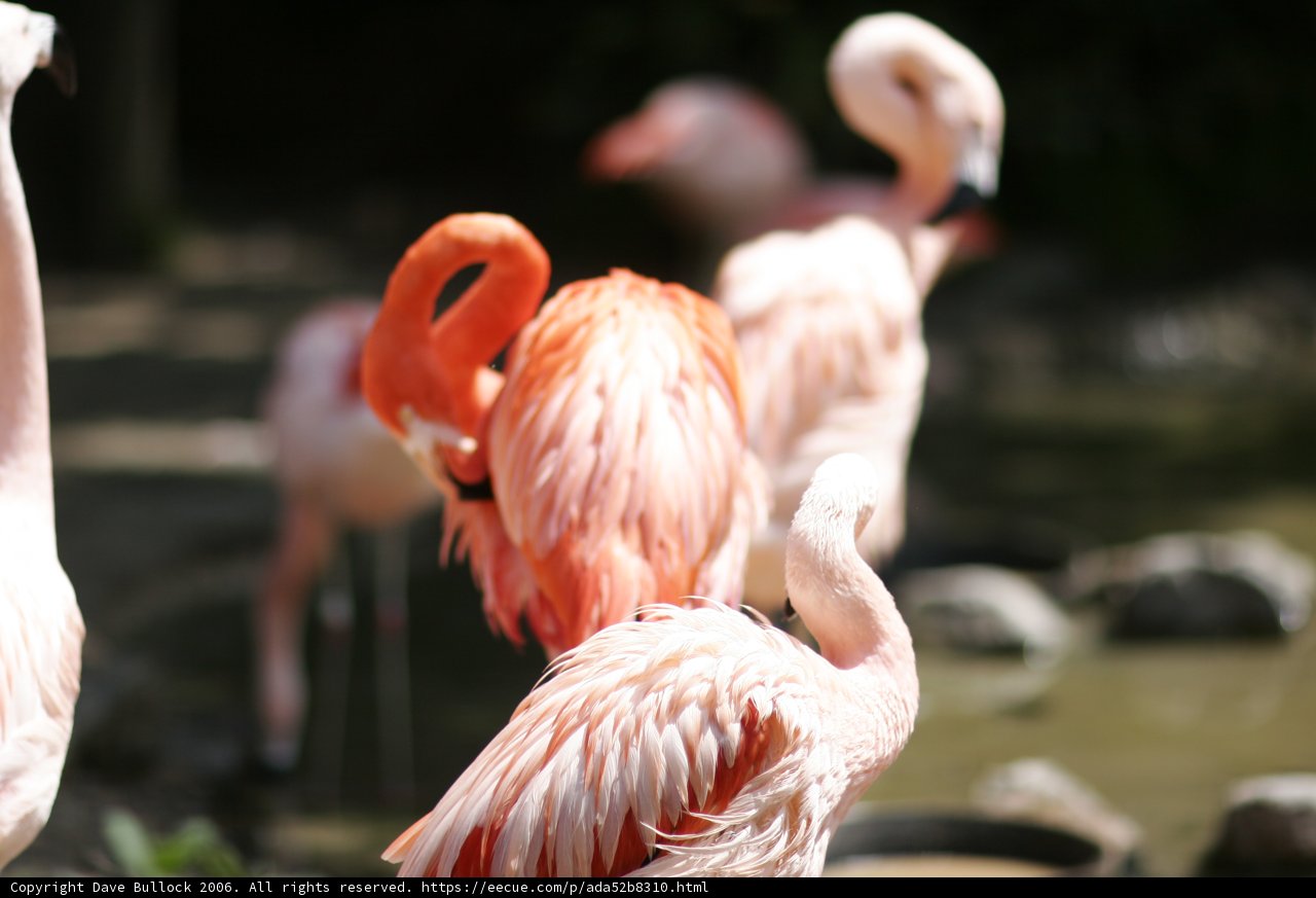 Flock of Flamingos