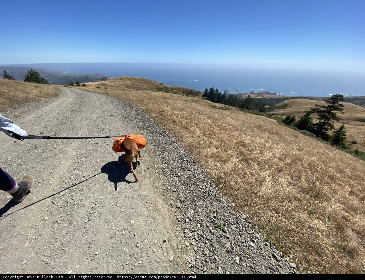 A Leisure Walk with a Furry Friend