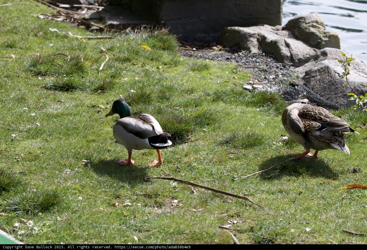 A Stroll by the Pond