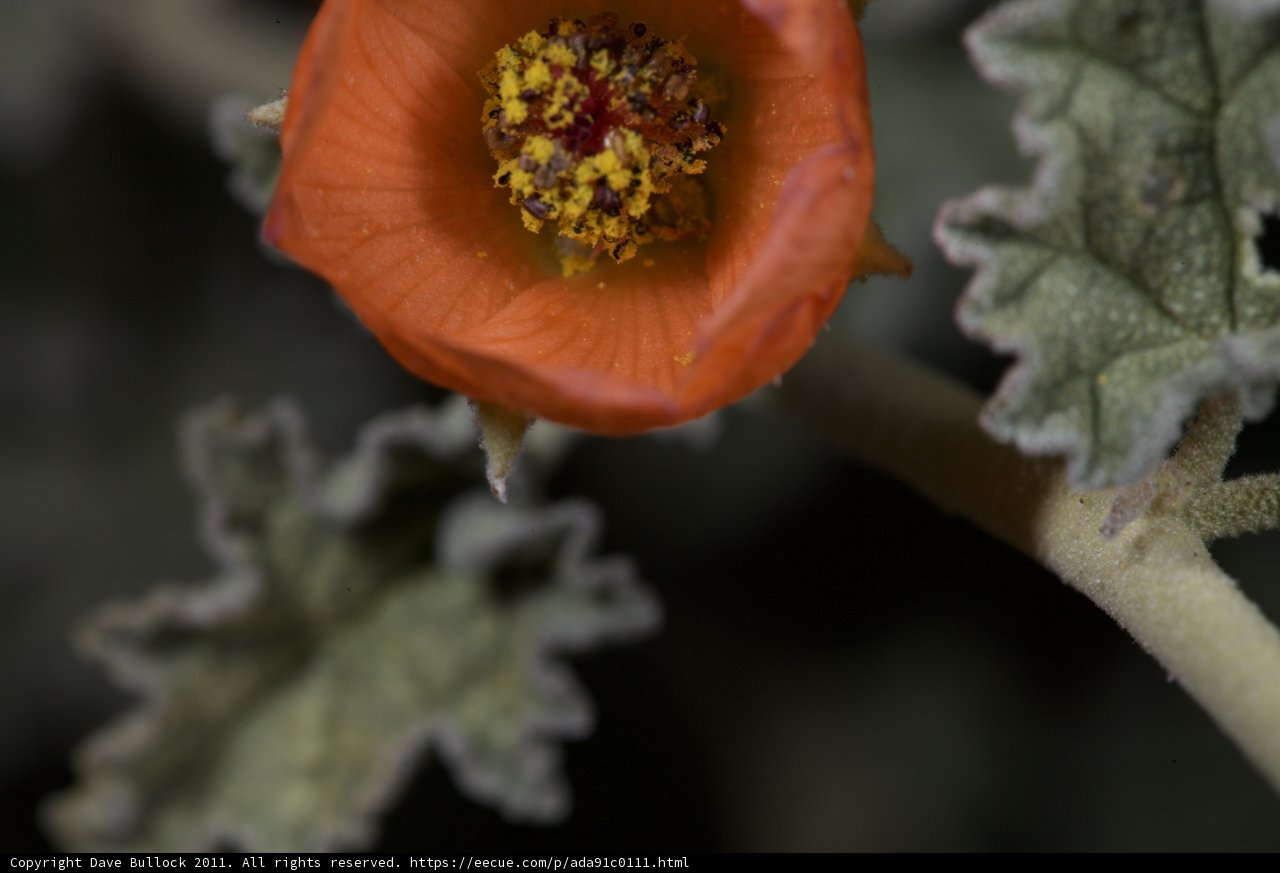 Vibrant Orange Flower with Yellow Center