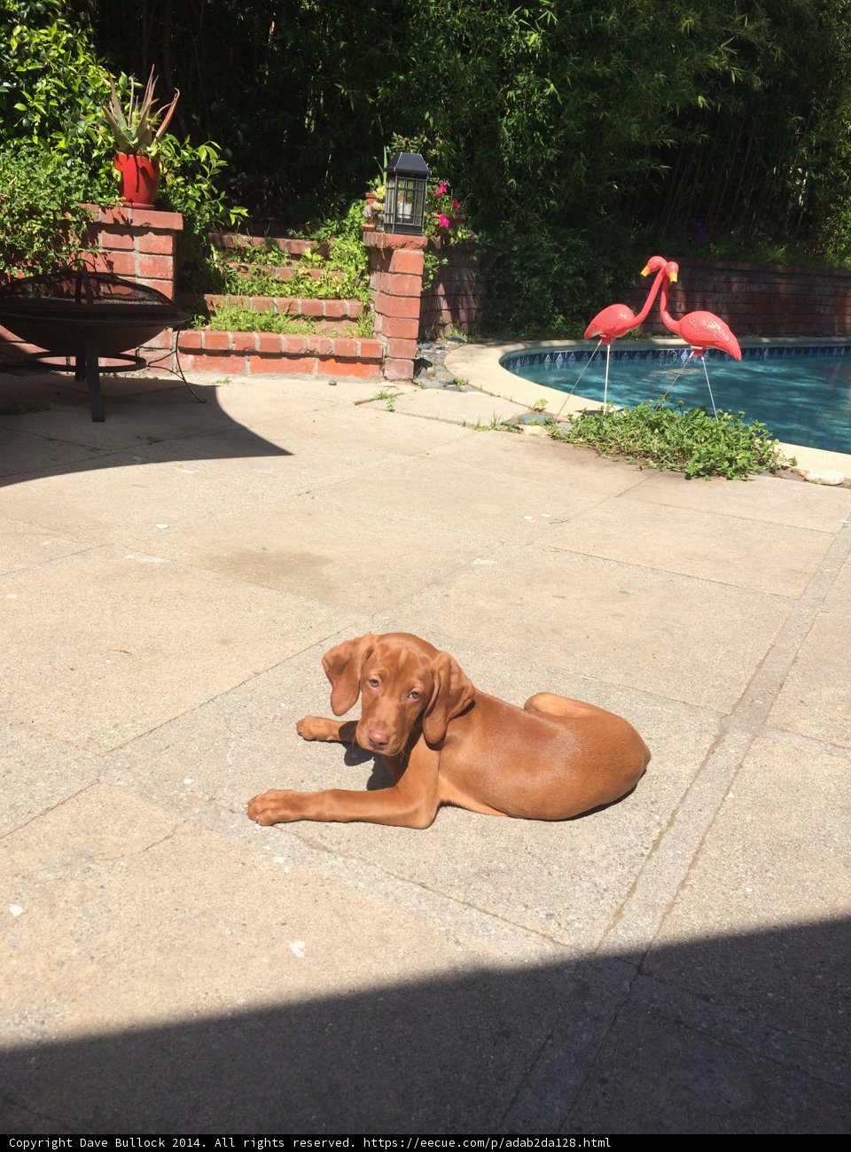 Relaxing by the Pool