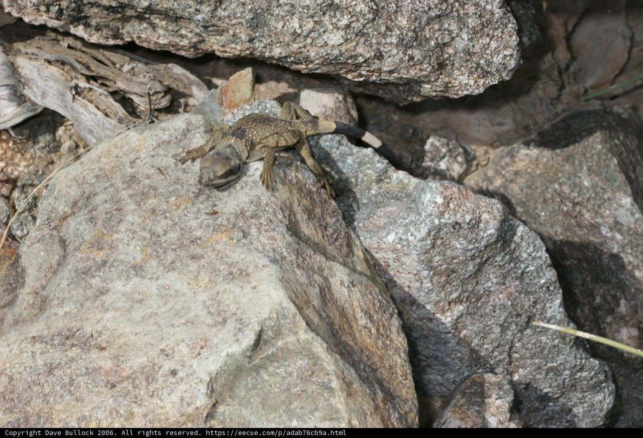 Forest Gecko
