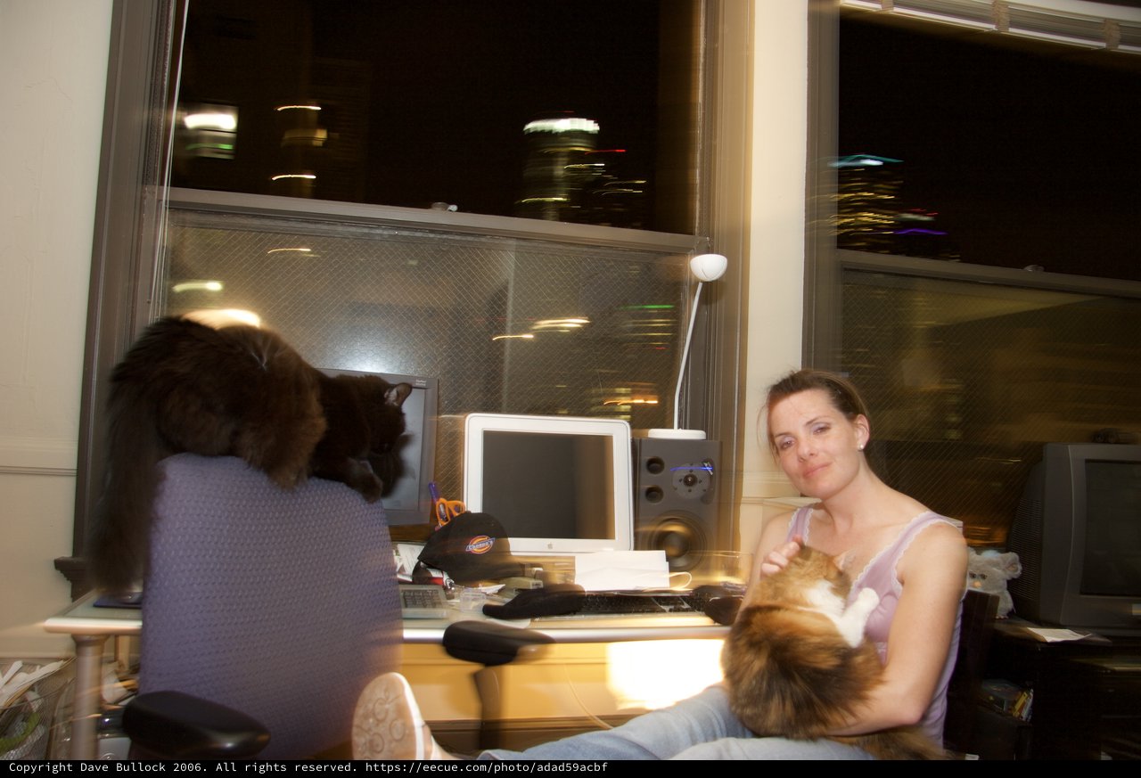 Late Night Office with Cats and City View
