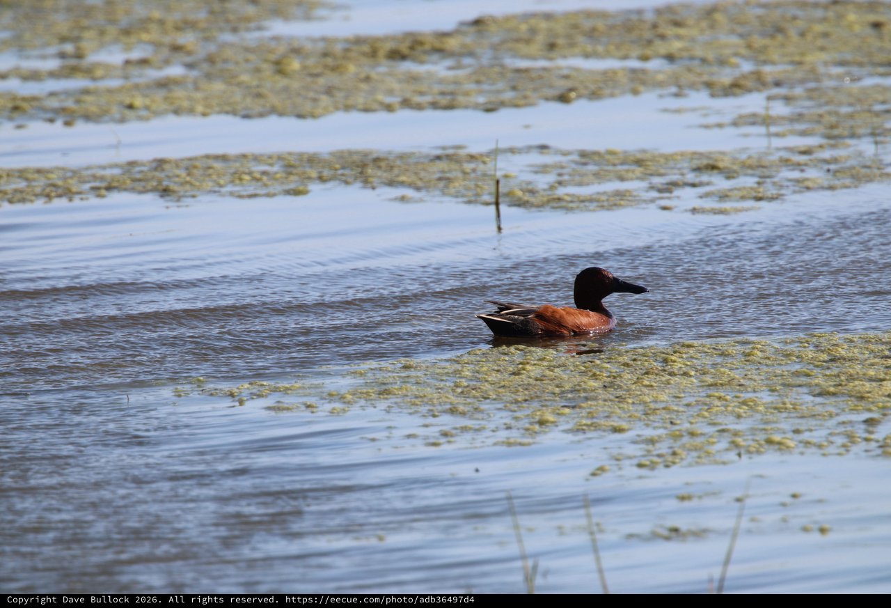 Blue-winged Shoveler Duck in Shallow Wetland Waters