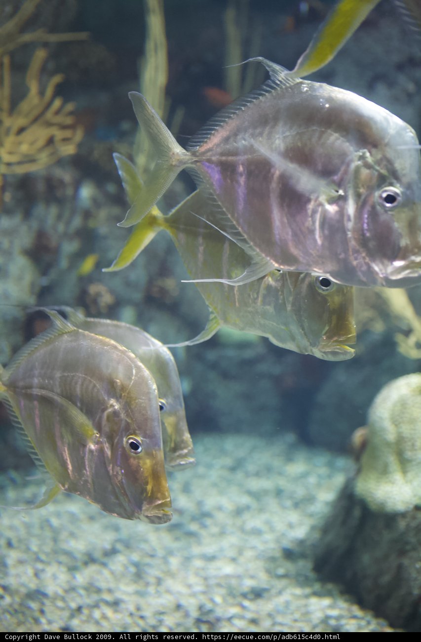 Aquatic Life in the Penelope Aquarium