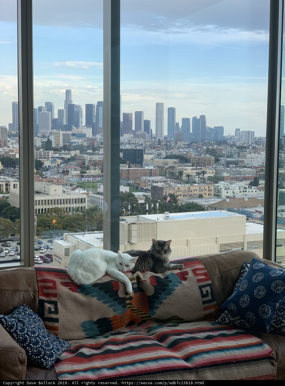 Lazy Days with My Feline Companion