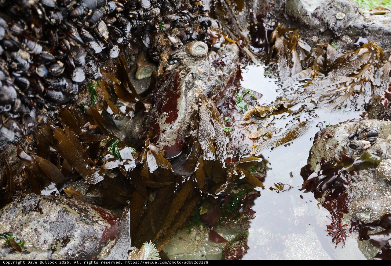 Thriving Intertidal Life at Schoolhouse Beach Tide Pools