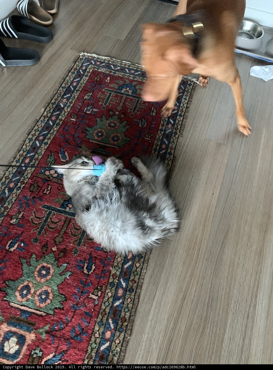 Playtime on the Hardwood Floor