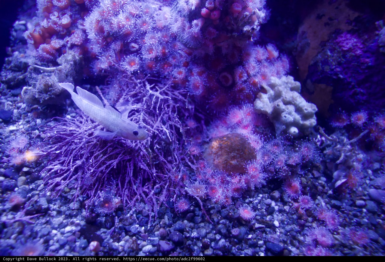 Vibrant Depths of Monterey Bay