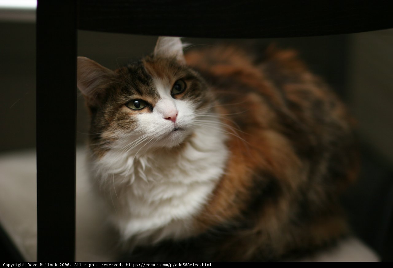 Regal Feline on a Chair