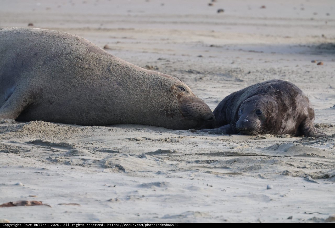 Elephant Seal Mother and Pup Resting on Beach