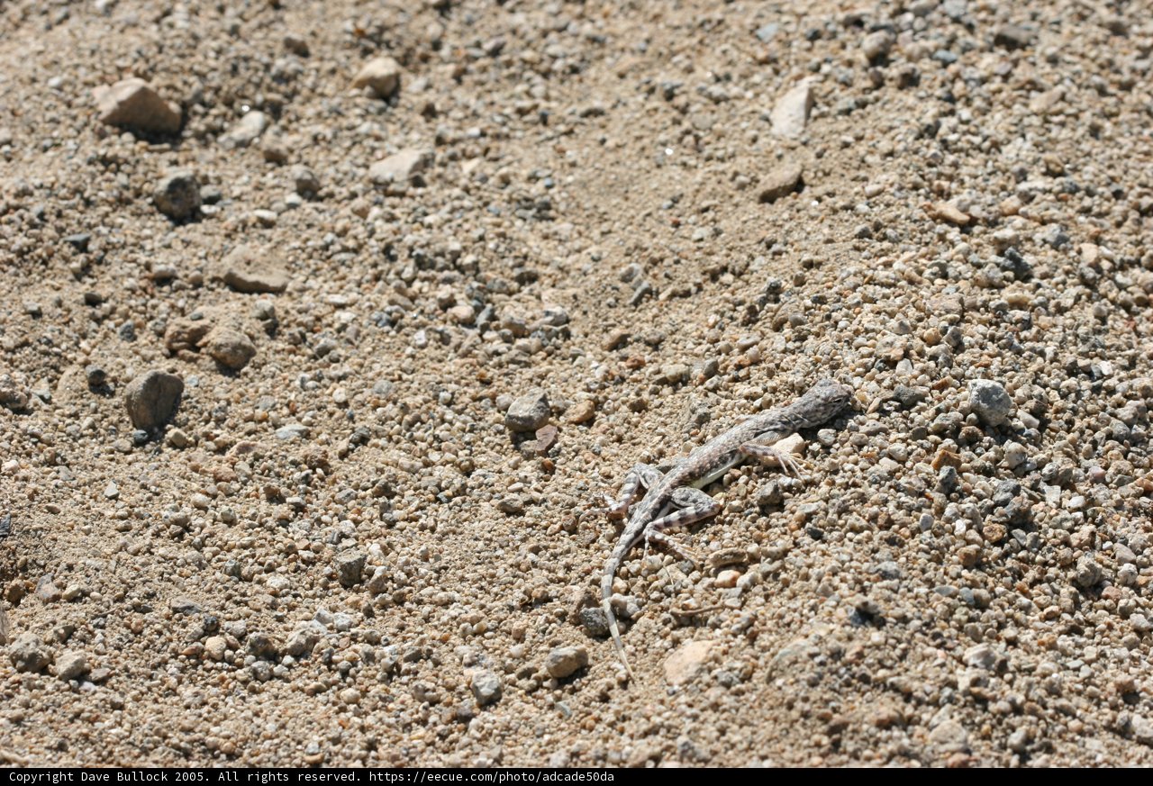 Reptilian Rest