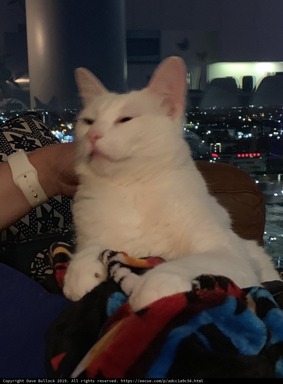 White Cat's Chill Spot