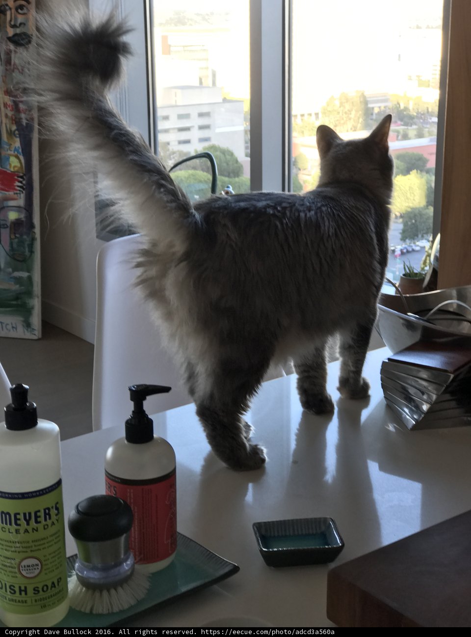 Counter Cat