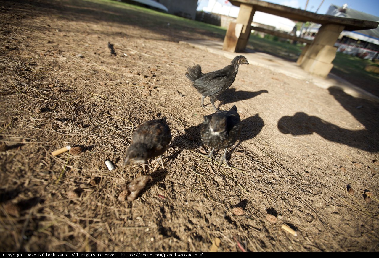 Three Poultry on the Loose