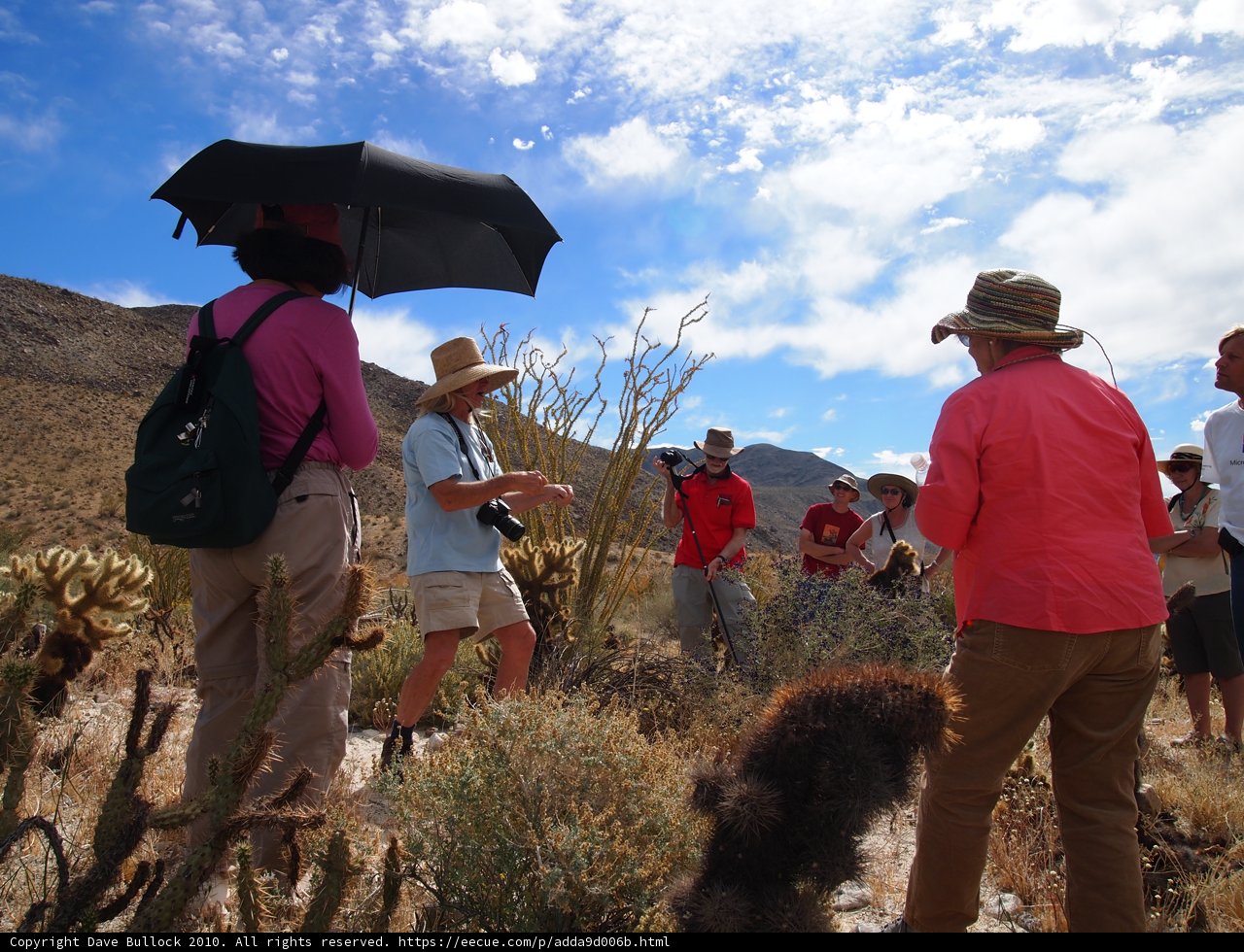 Group Hike Under a Sunny Canopy