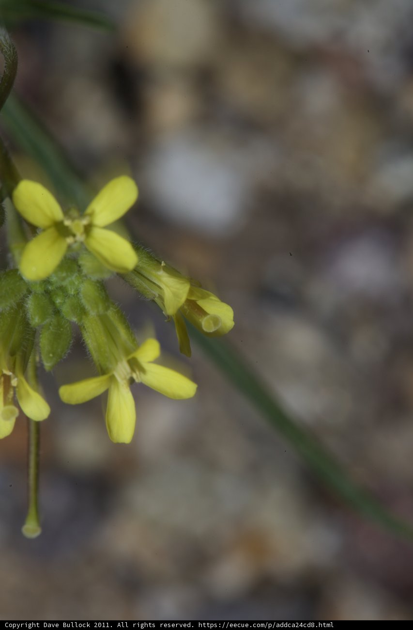 The Resilient Yellow Flower