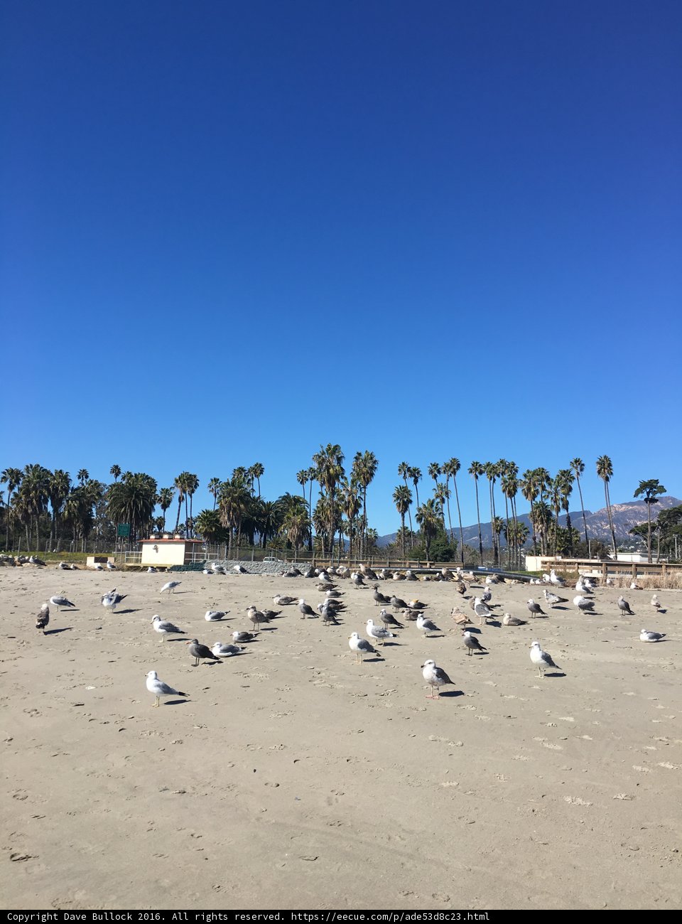 Flock of Seagulls Bask in the Summer Sun Near Palm Trees