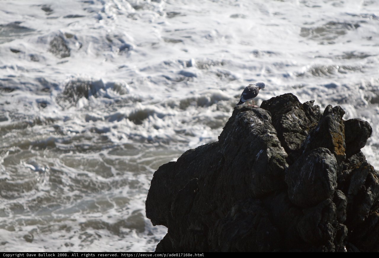 Seagull Perched on Shoreline Rock, Overlooking the Ocean