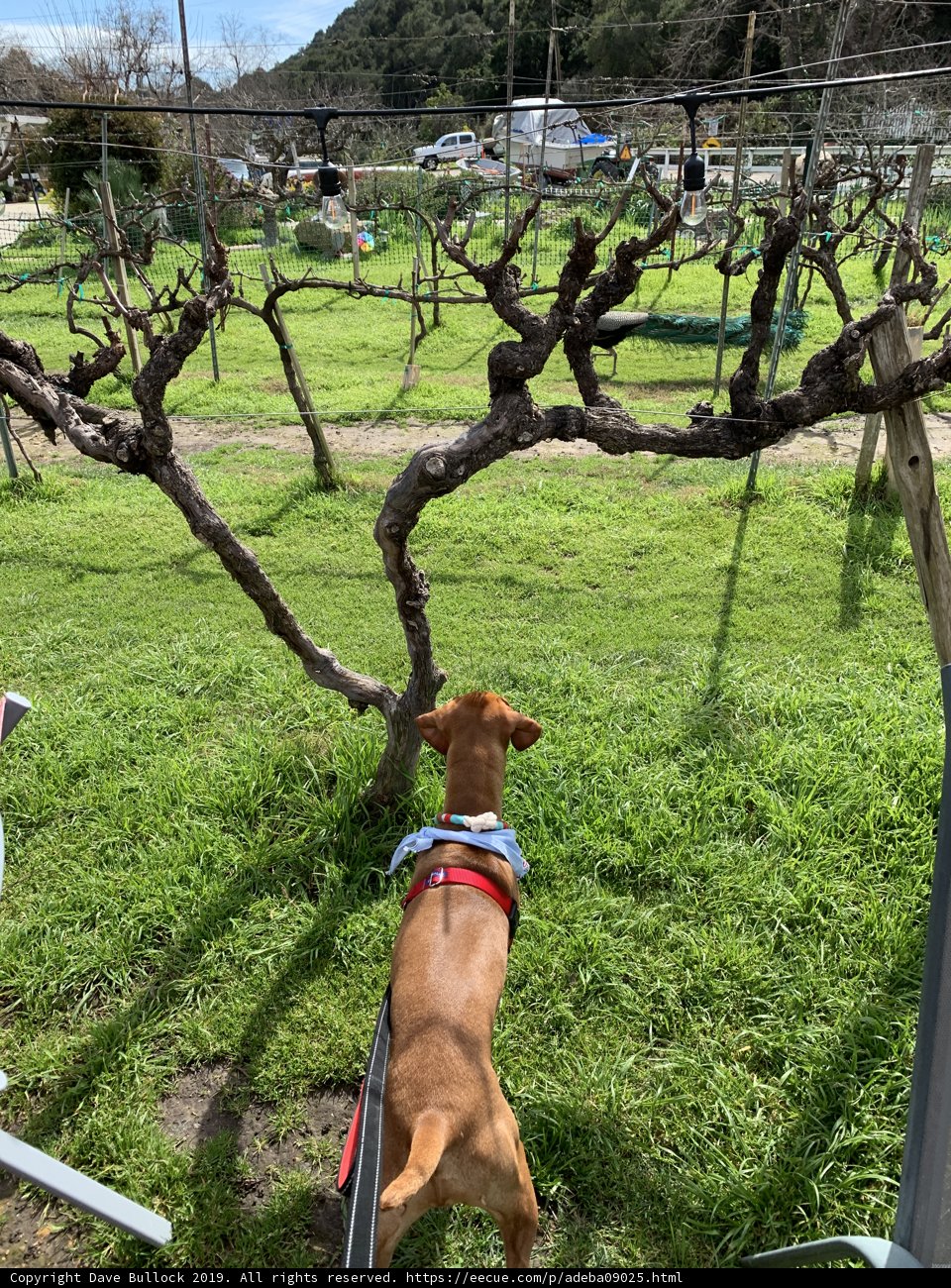 Canine Contemplation