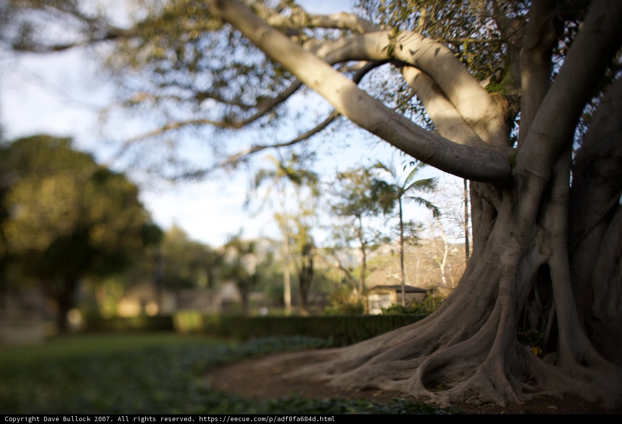 Majestic Oak Tree