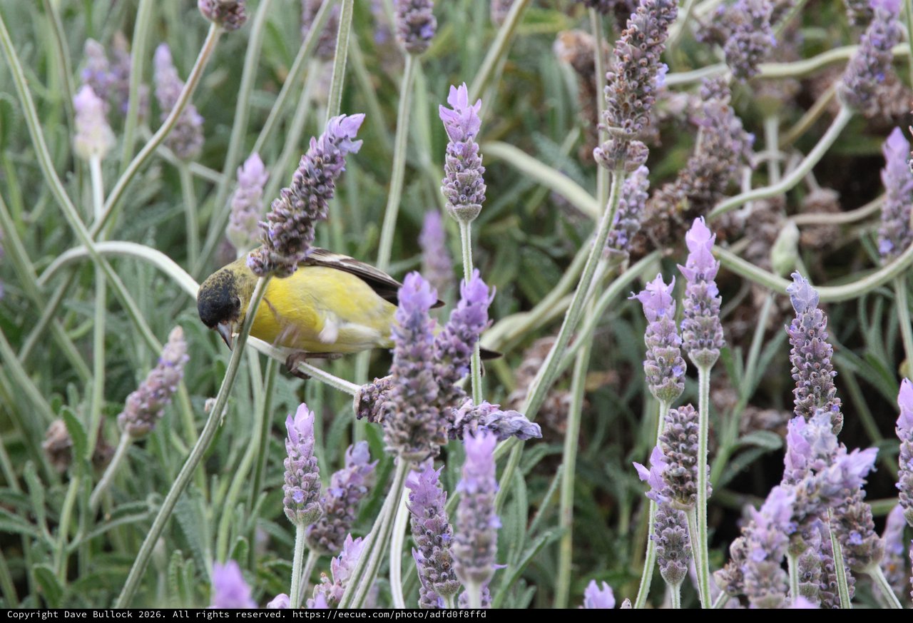 Yellow Sunbird Feeding on Lavender Blossoms