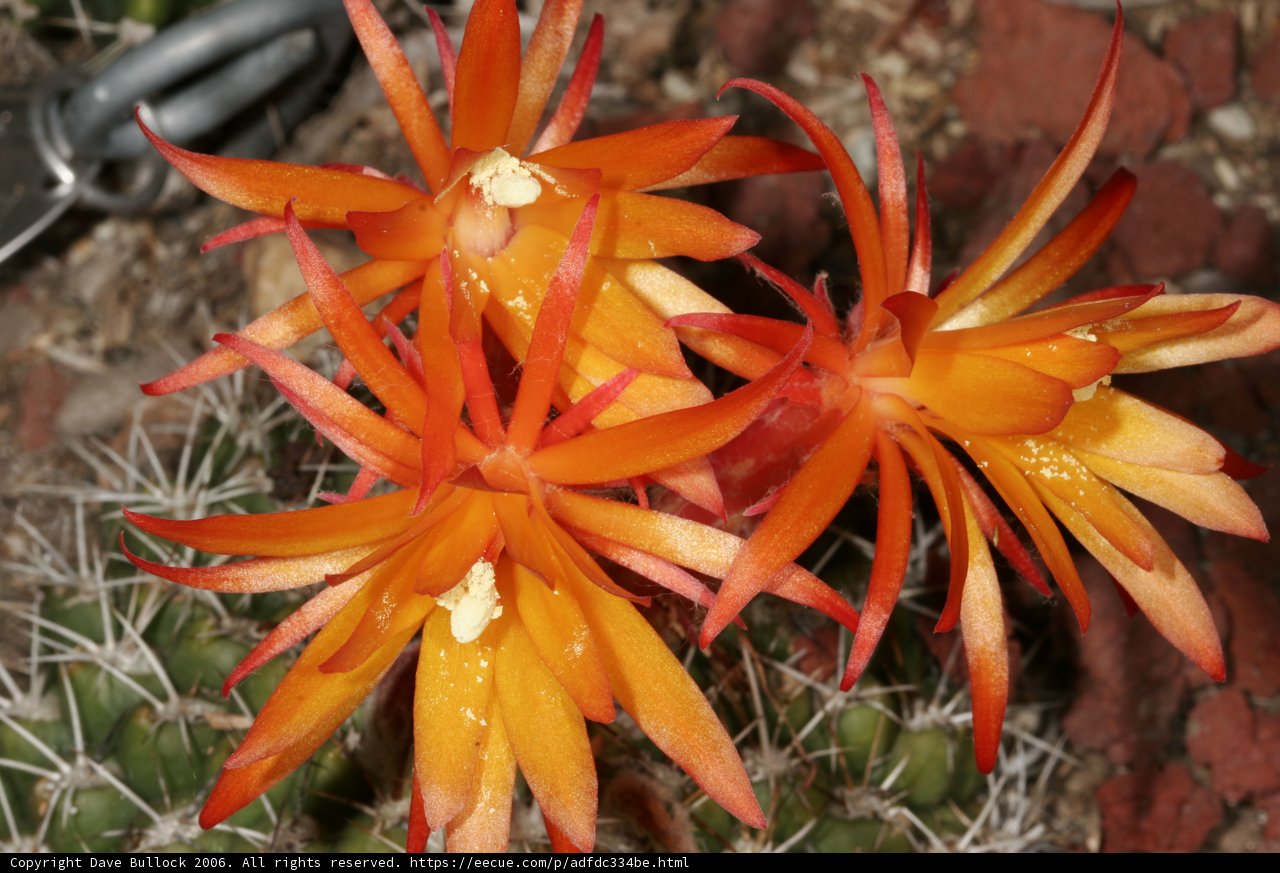 Orange Flowering Cactus
