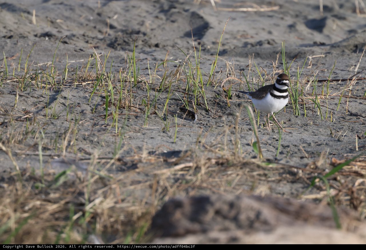 Killdeer Foraging on Muddy Shoreline at Drakes Beach