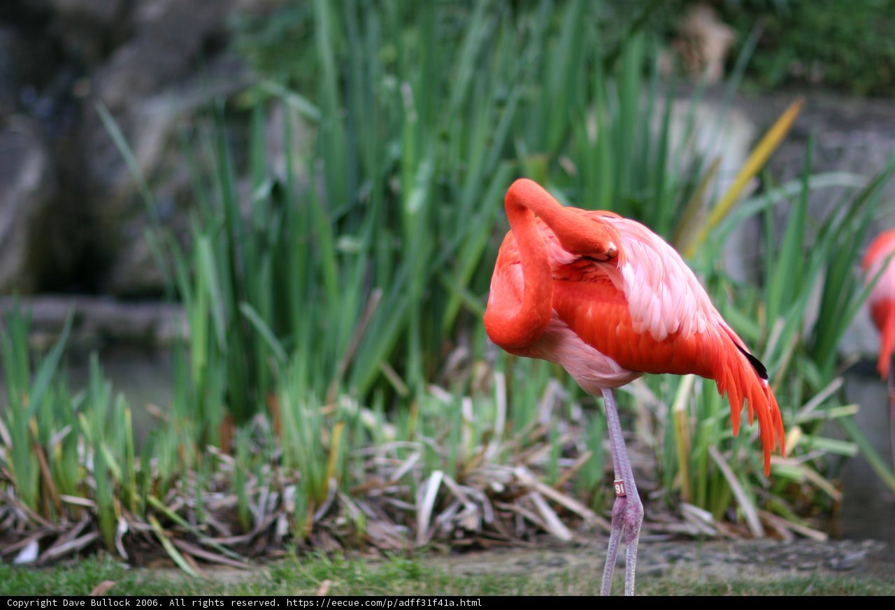 Graceful Flamingo on Land