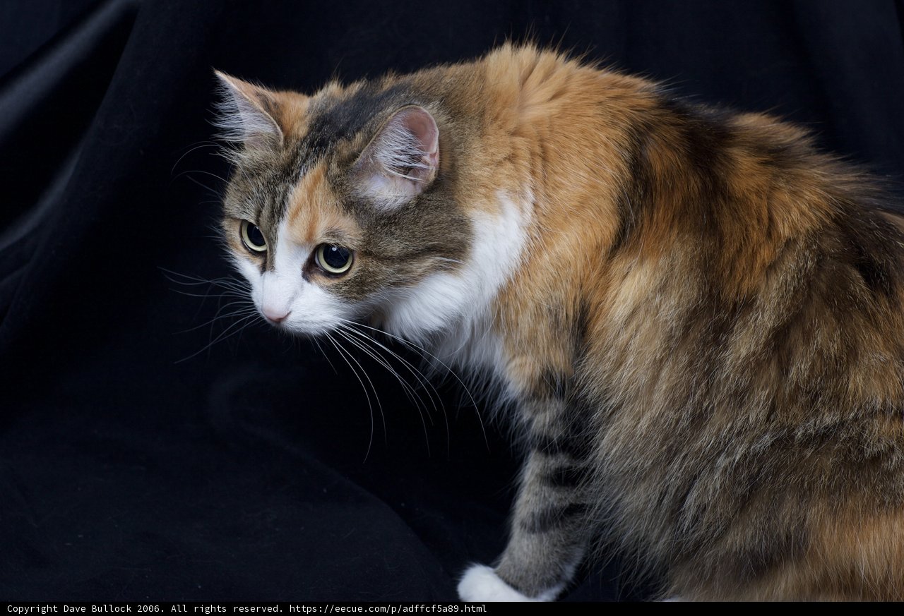 Calico Cat on a Black Background