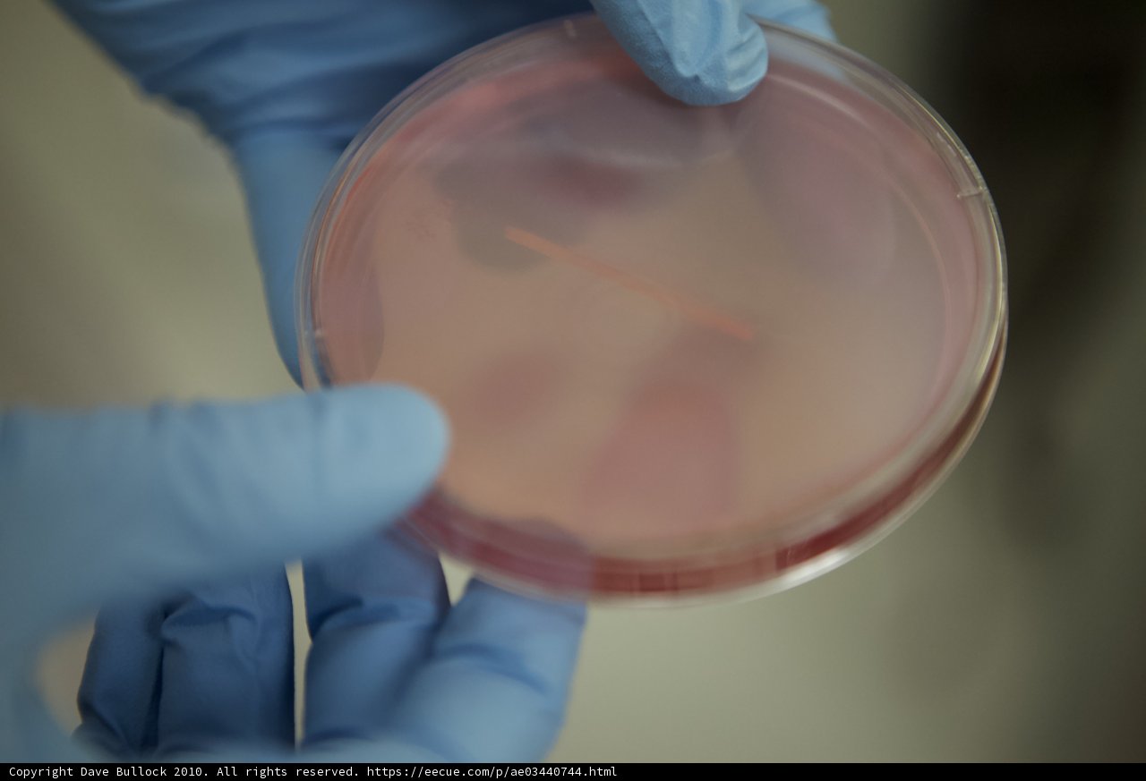 Petri Dish Holding