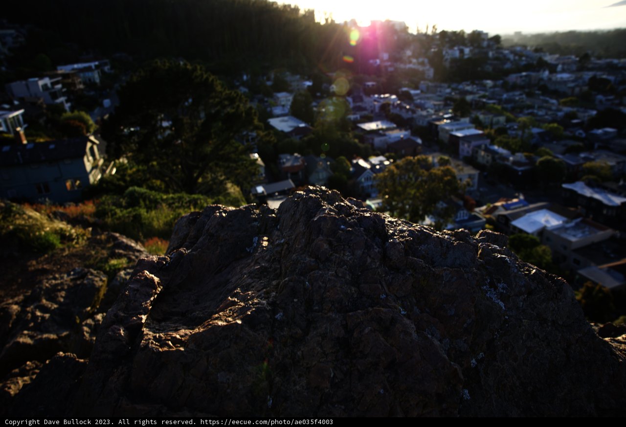 A Serene Glimpse of Urban Wilderness