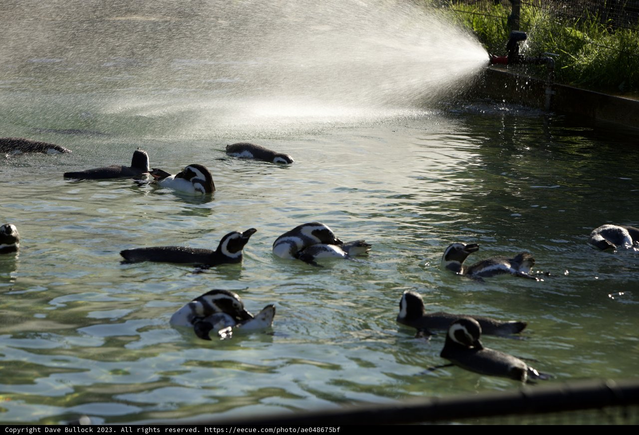 Aquatic Assembly at the SF Zoo