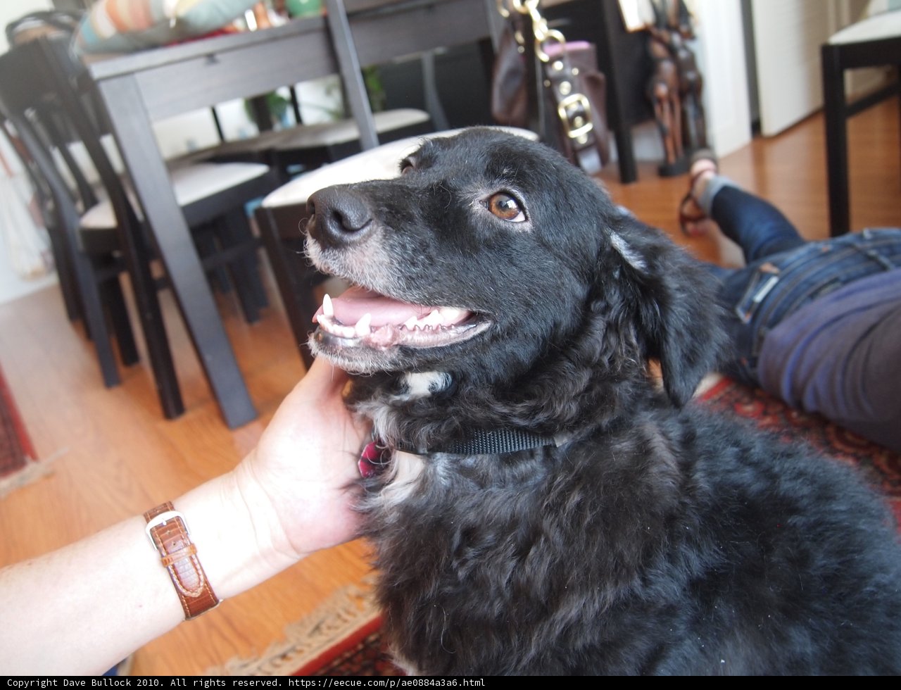 Man and His Dog Take a Break from Wedding Festivities