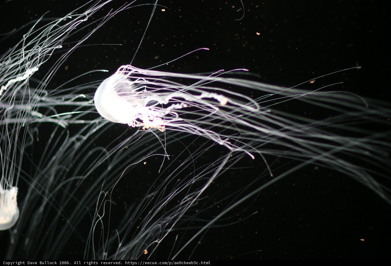 Bioluminescent Jellyfish