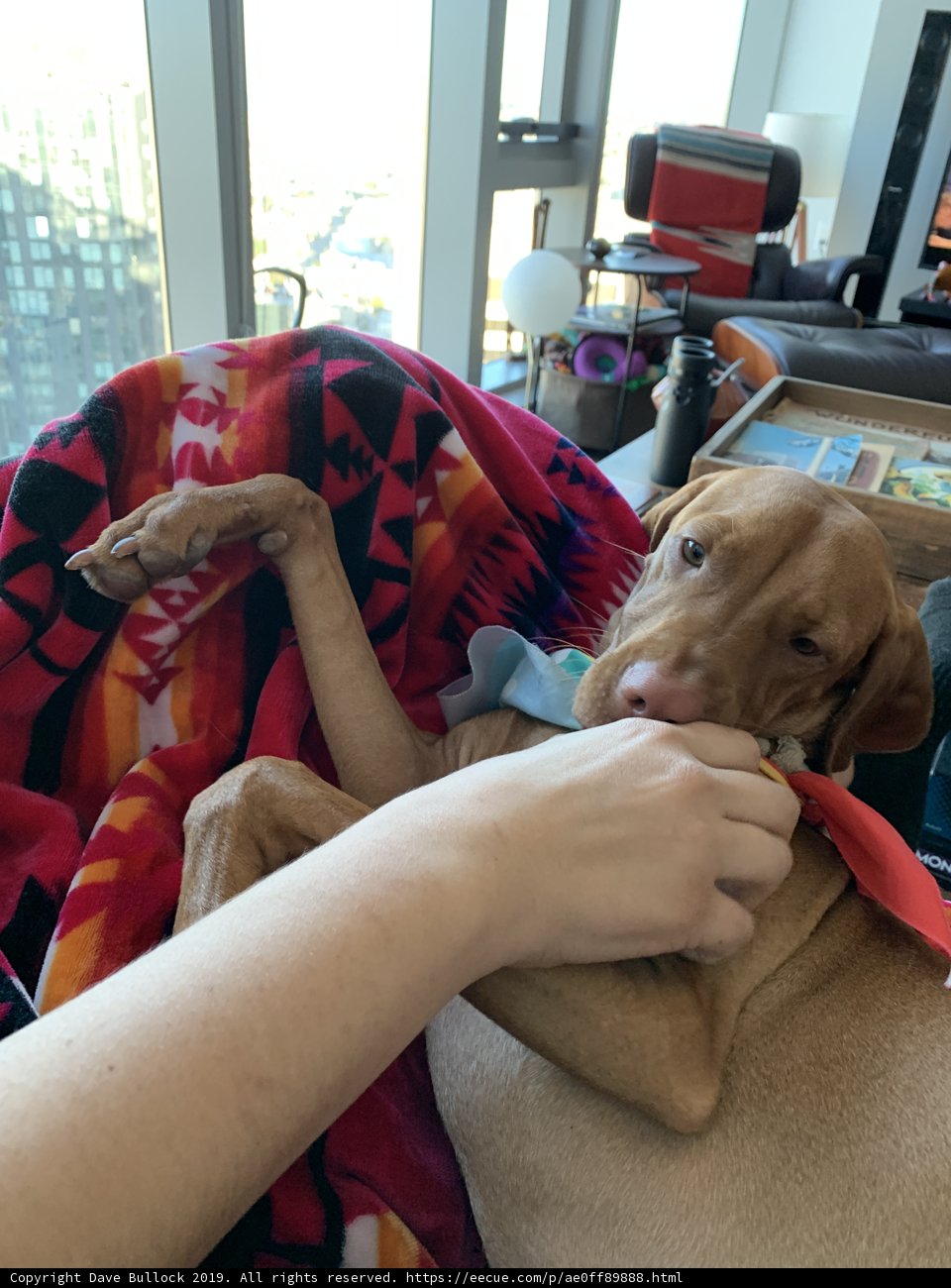 Cozying Up with Man's Best Friend