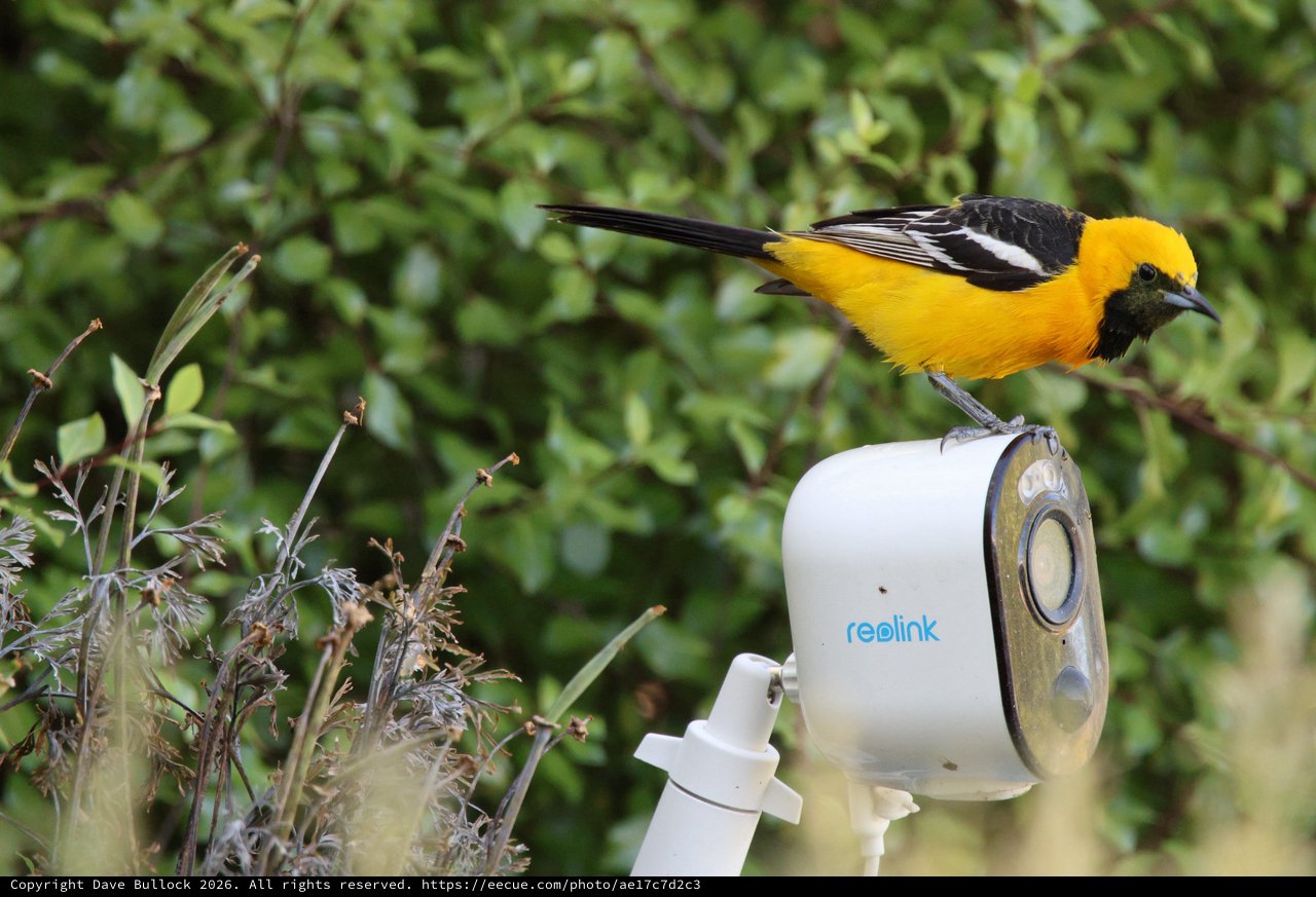 Hooded Oriole Perched on Security Camera