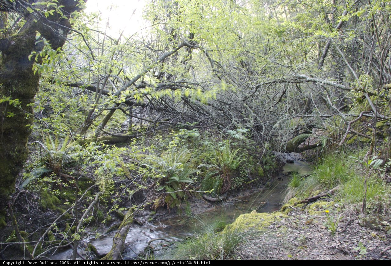 Serene Stream in a Wild Jungle