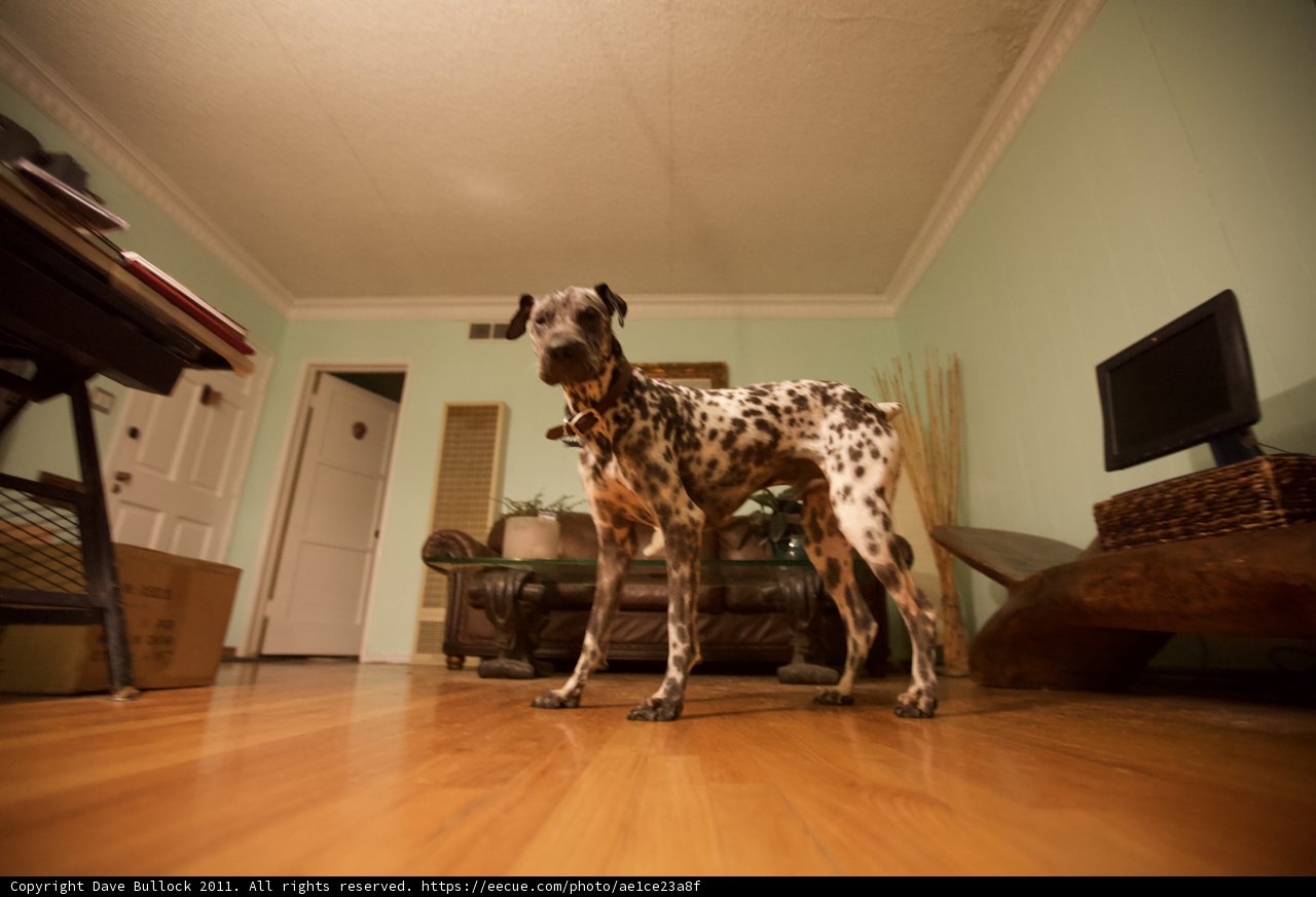 The Watchful Dalmatian