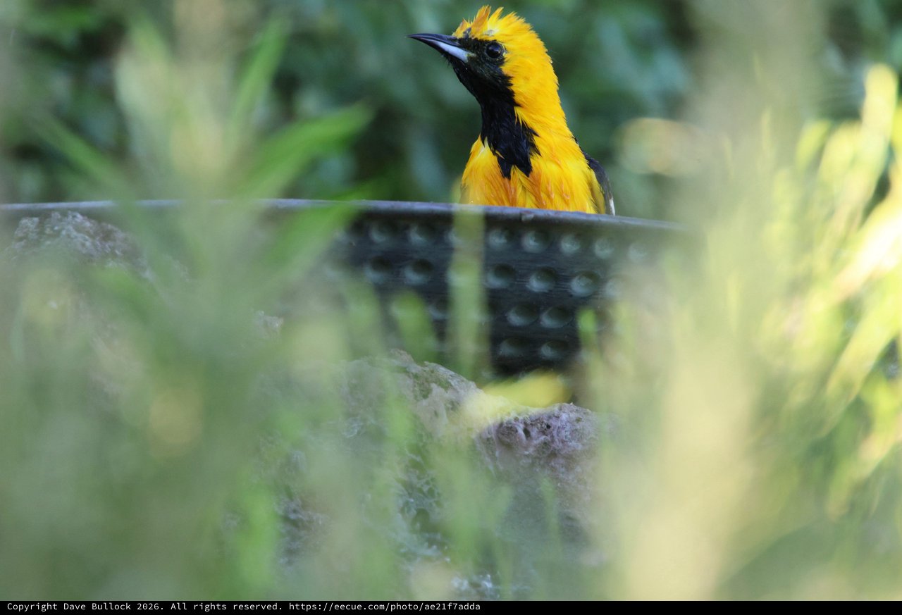 Hooded Oriole Perched Among Blurred Foliage