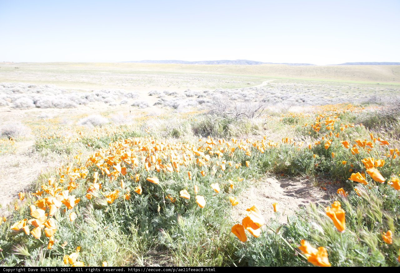 Endless orange fields in the Mojave Desert