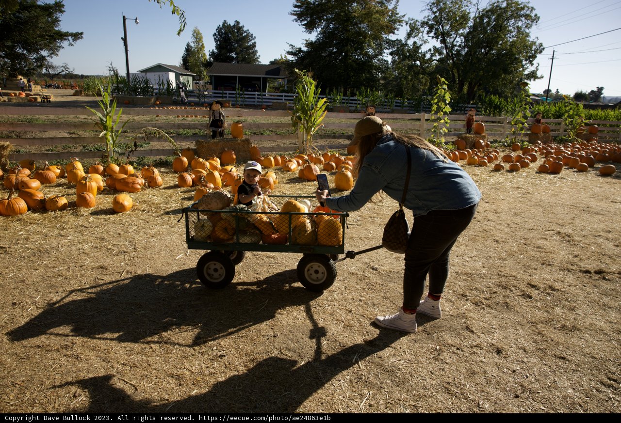 Harvest Time at the Metzgar's Pumpkin Patch