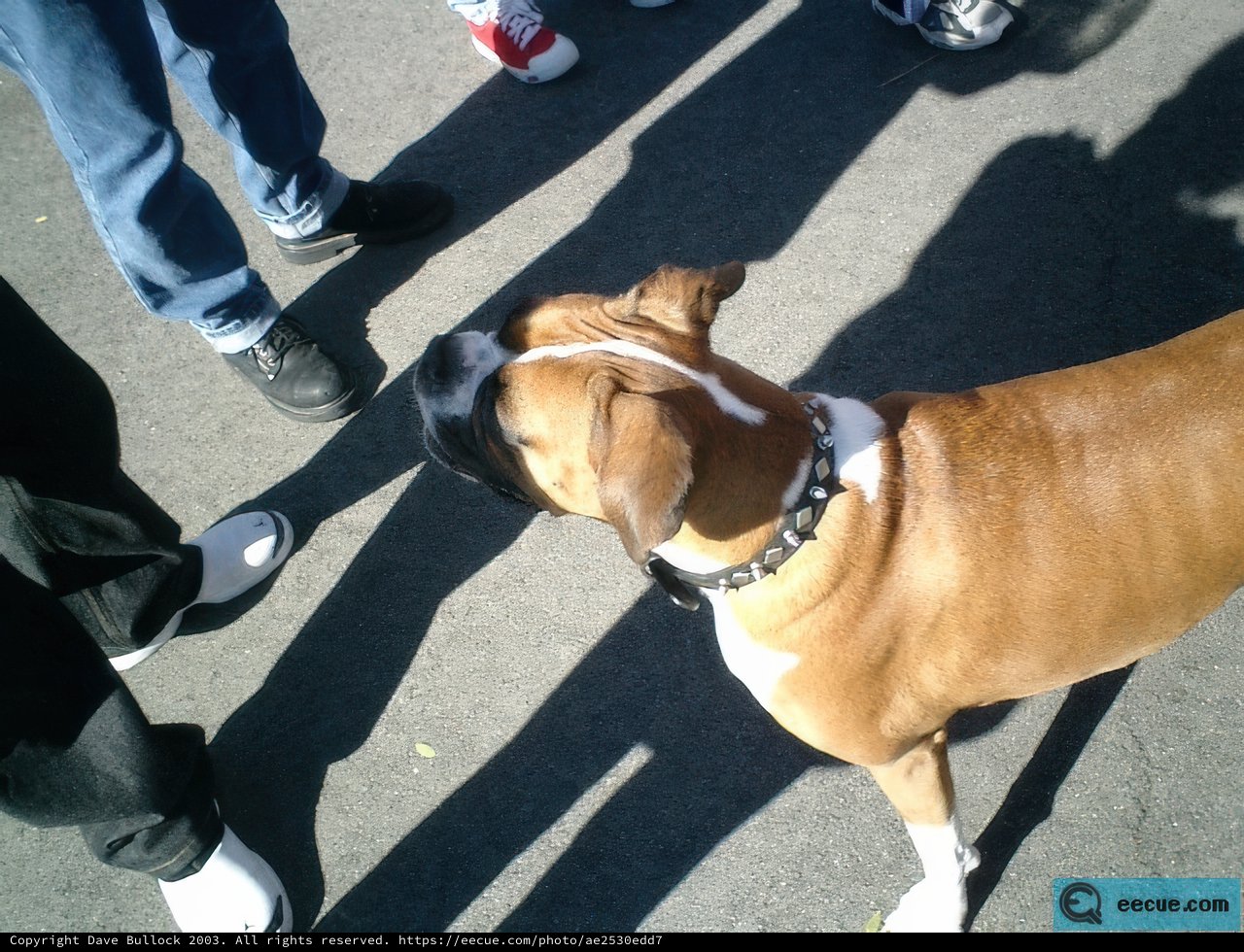 Man's Best Friend