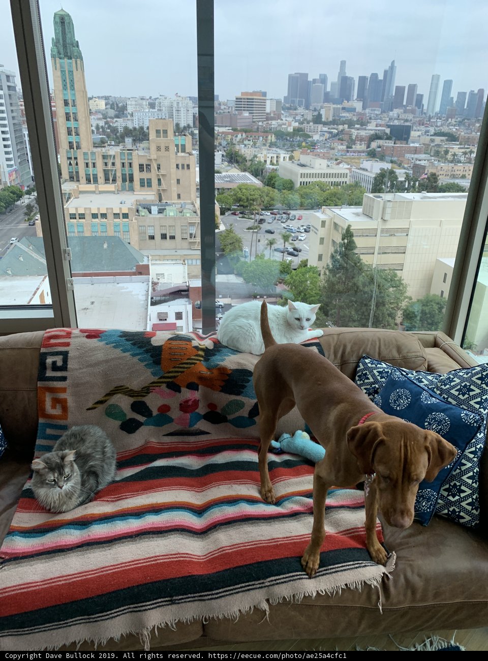 Couch Companion