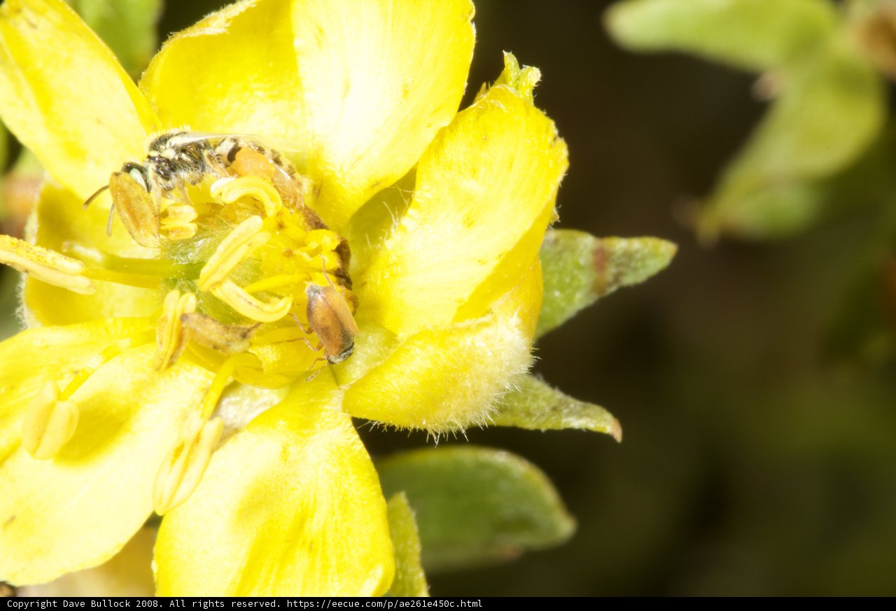 Buzzing with Pollen