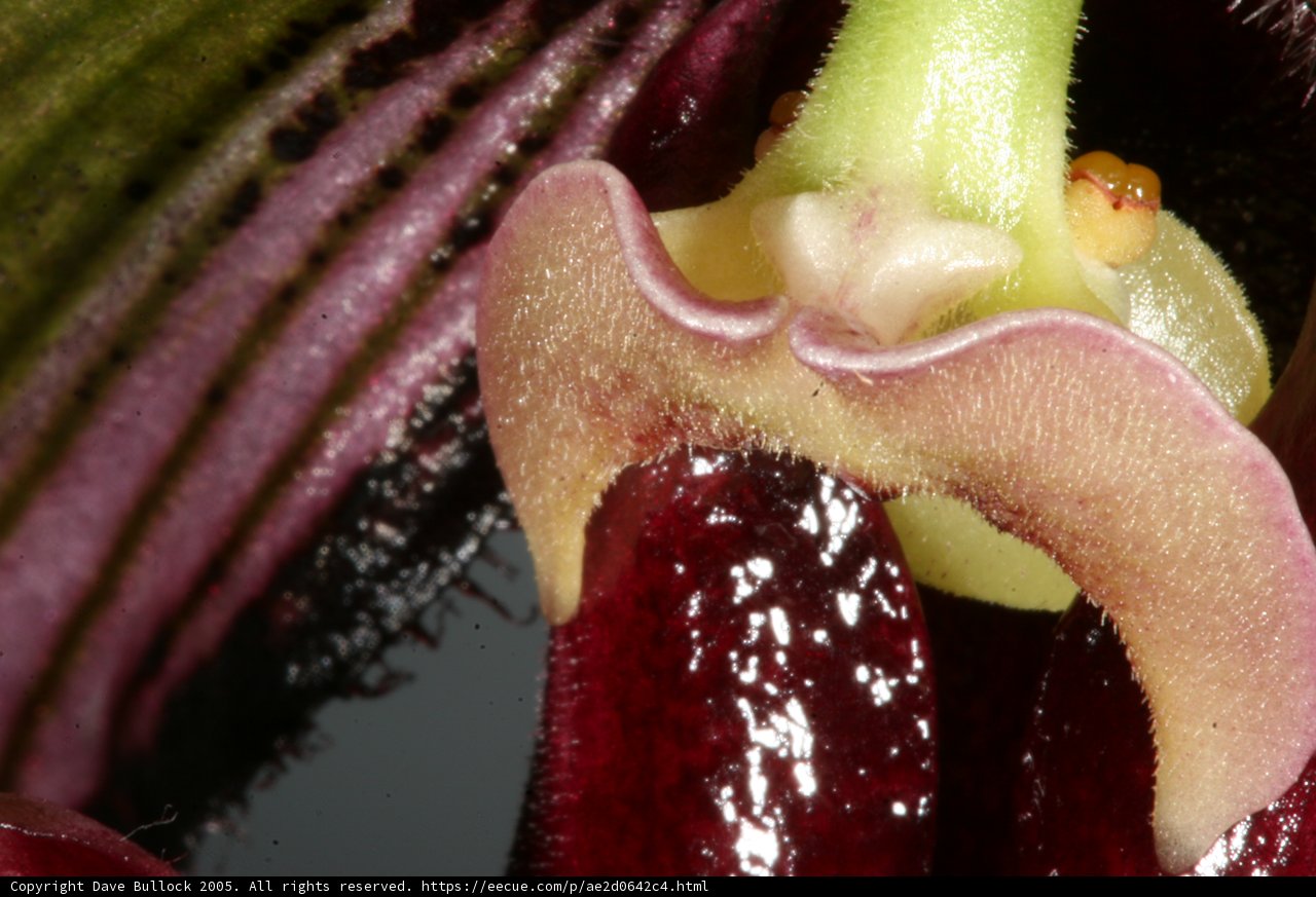 The Open Mouth of an Orchid